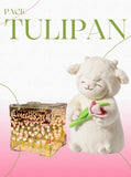 PACK TULIPÁN